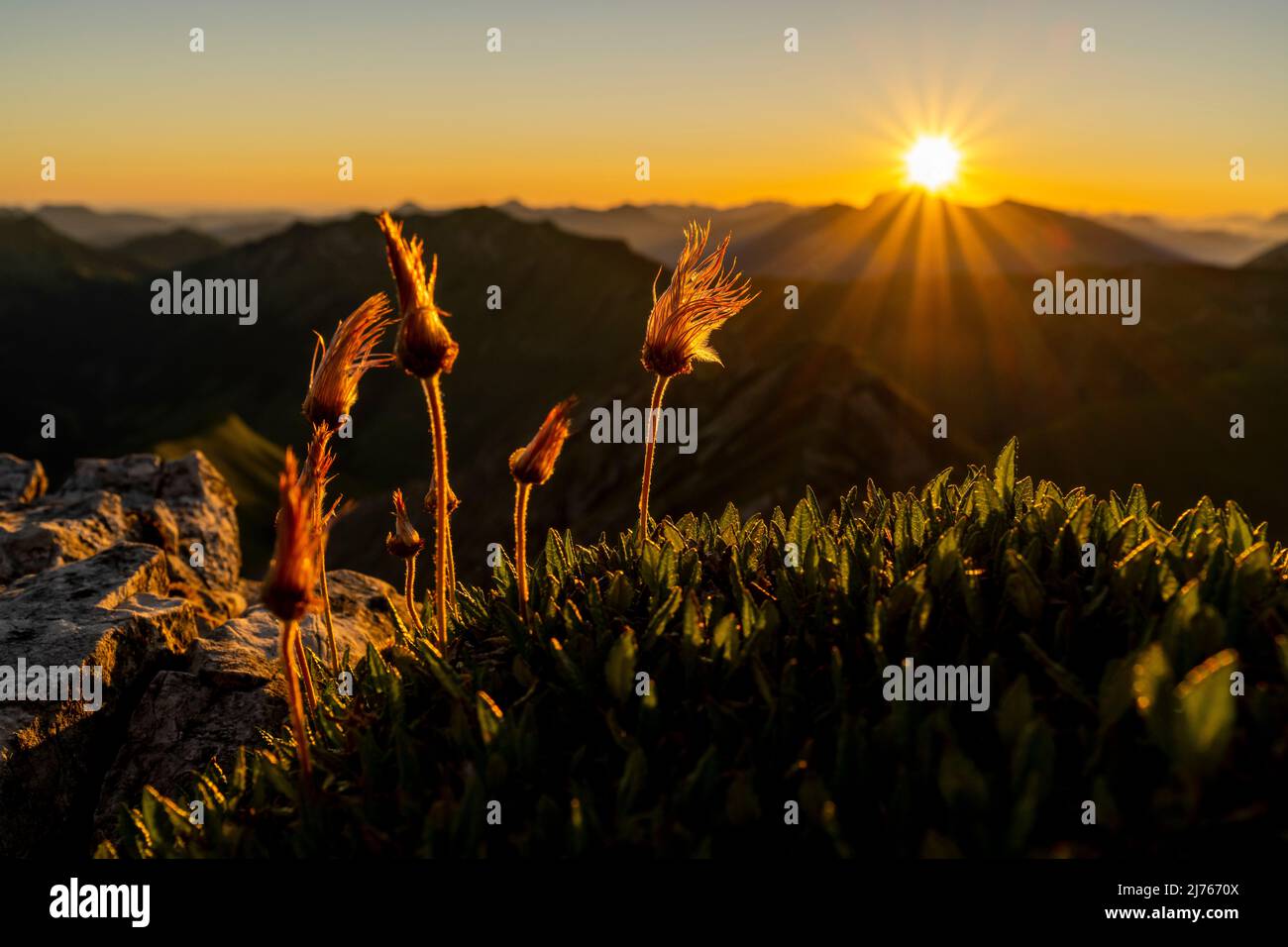 Obsthaufen der Alpenpasquenblume, auch Alpenkuhglocke oder Alpenanemone genannt, beim Sonnenaufgang auf dem Gipfel der Mondscheinspitze in Karwendel. Im Hintergrund ein Sonnenstern des Sonnenaufgangs über den Alpen, in einem strahlend blauen Himmel. Stockfoto
