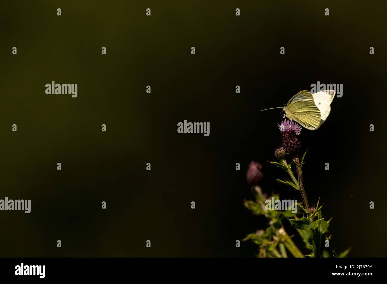 Ein Schmetterling namens Small Cabbage White auf einer Blume, aufgenommen im Spätsommer im Karwendelgebirge Stockfoto