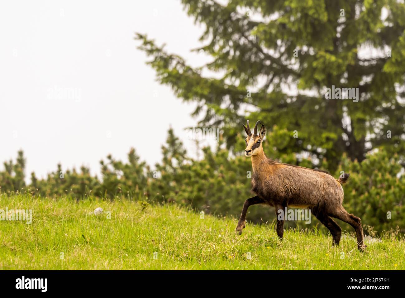 Eine Gämse wandert im hellen Nebel über eine Bergwiese Stockfoto