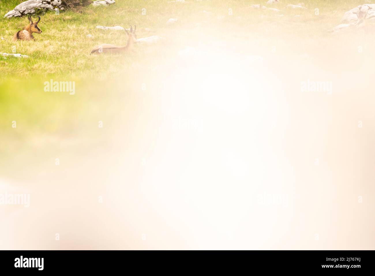 Zwei Gämsen auf einer Bergwiese, der Großteil des Bildes wird durch einen fast weißen Stein verwischt. Stockfoto