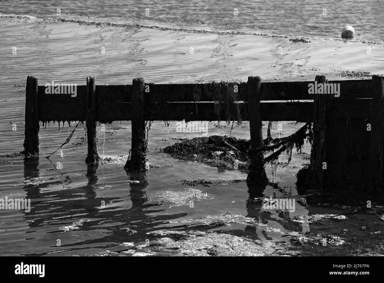 Schwarz-weißes Foto einer Holzstruktur im Wasser mit Algen überall. Stockfoto