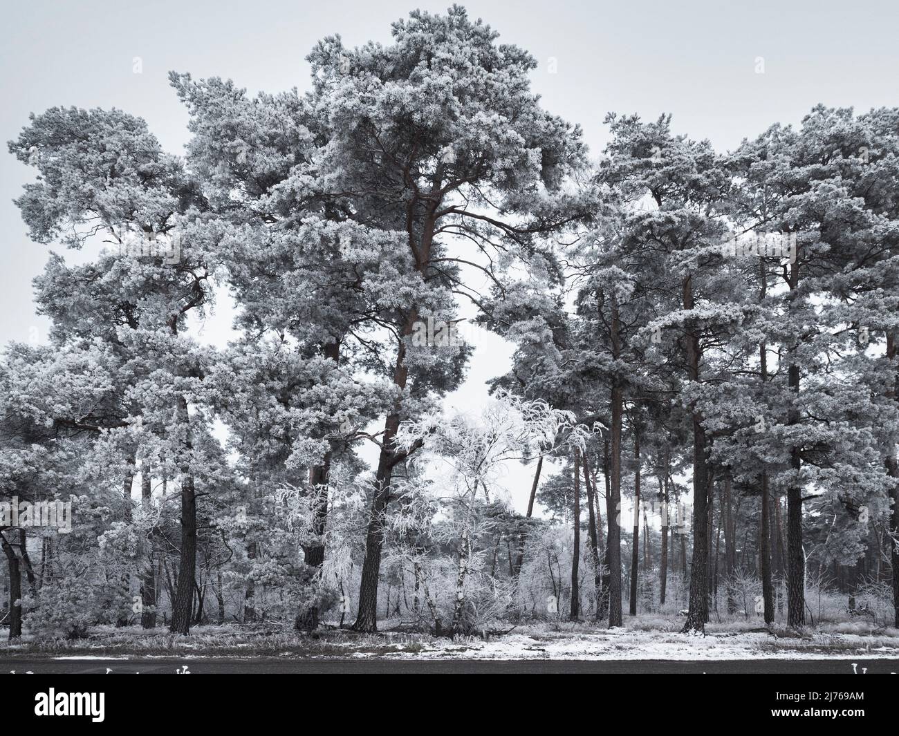 Kiefernwald mit Reif bedeckt Stockfoto