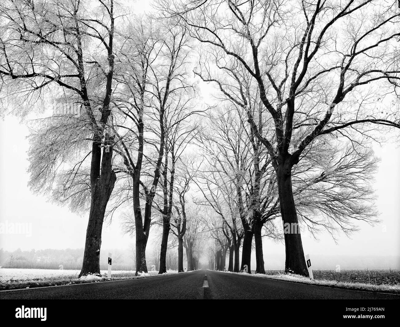 Landstraße im Winter aus niedriger Perspektive, Bäume mit Reif bedeckt Stockfoto