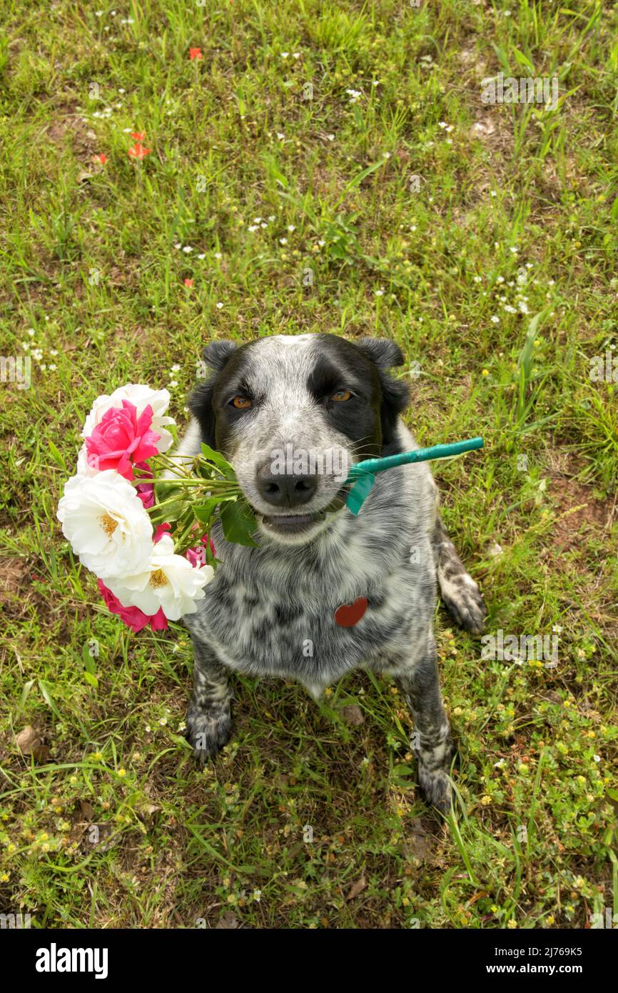 Schwarz-weiß gefleckte Hündin, die einen Strauß rosa und weißer Rosen in ihrem Mund hält, in einer Draufsicht von oben nach unten Stockfoto