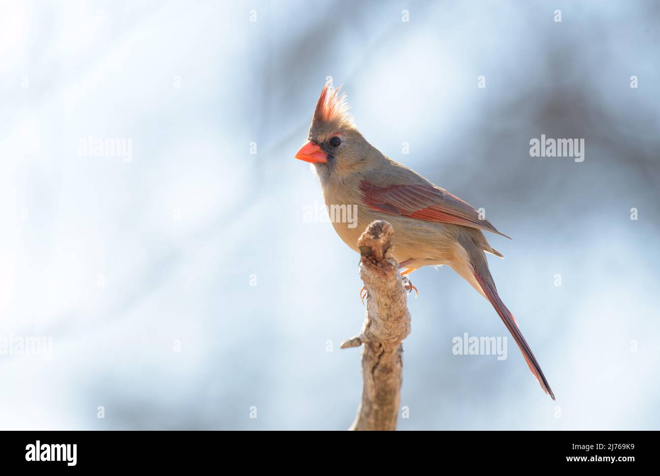 Wunderschöne weibliche Nordkardinerin, die auf einem Baumglied sitzt, von der Wintersonne hinterleuchtet; mit ausgestreckten Scheitelfedern Stockfoto