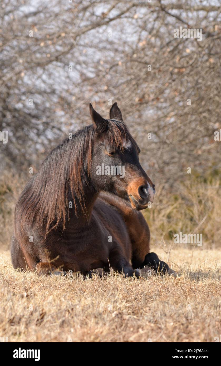 Dunkles Lorbeerpferd bei einem Nickerchen auf der sonnigen Winterweide Stockfoto