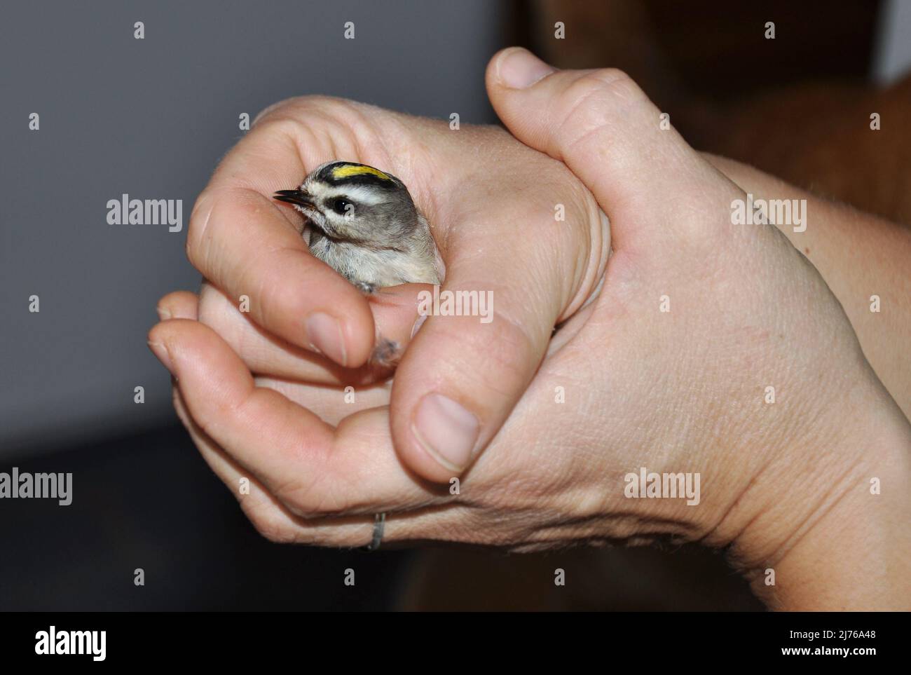 Winziges goldgekröntes Königchen, das menschliche Hände half, nachdem es in ein Fenster flog Stockfoto