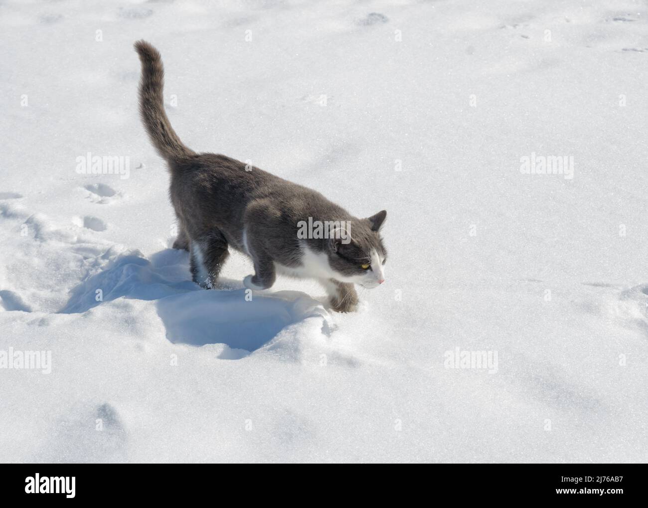 Grau und weiß gefleckte Katze, die in tiefem Schnee in heller Sonne läuft Stockfoto
