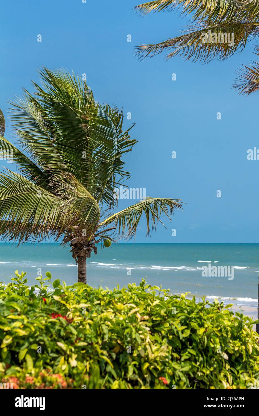 Kokosnussbaum am Strand, Hotelkomplex Dusit Thani, Hua hin, Provinz Prachuap Khiri Khan, Thailand, Golf von Thailand, Asien Stockfoto