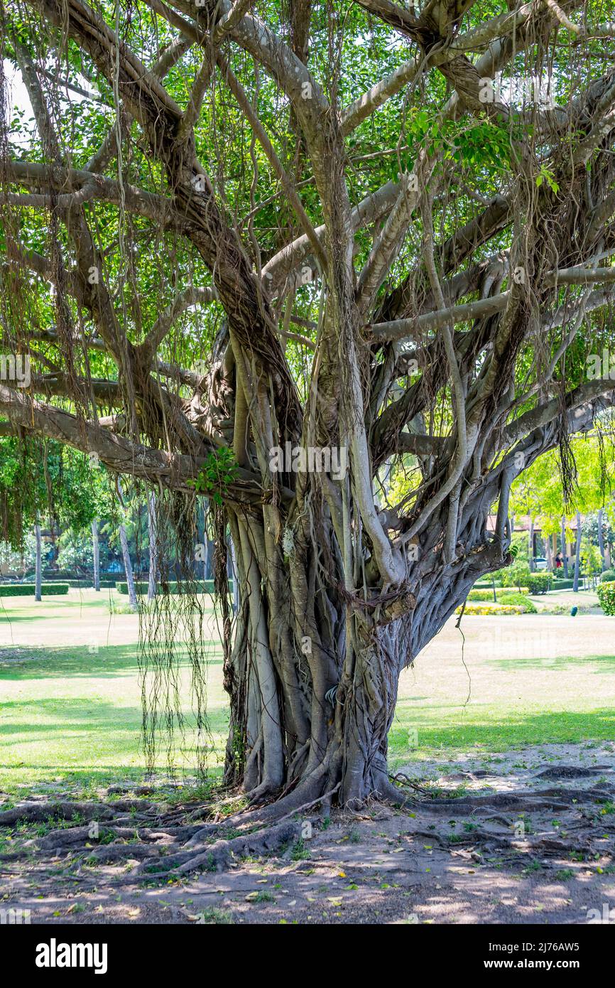 Banyan Fig, (Ficus benghalensis), Ficus Tree, Dusit Thani Hotelkomplex, Hua hin, Prachuap Khiri Khan Provinz, Thailand, Golf von Thailand, Asien Stockfoto