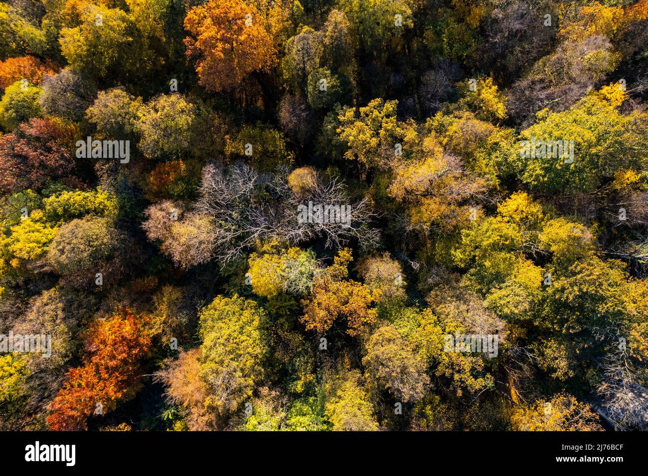 Europa, Polen, Niederschlesien, Wald rund um die Burg Grodziec / Groditzburg Stockfoto