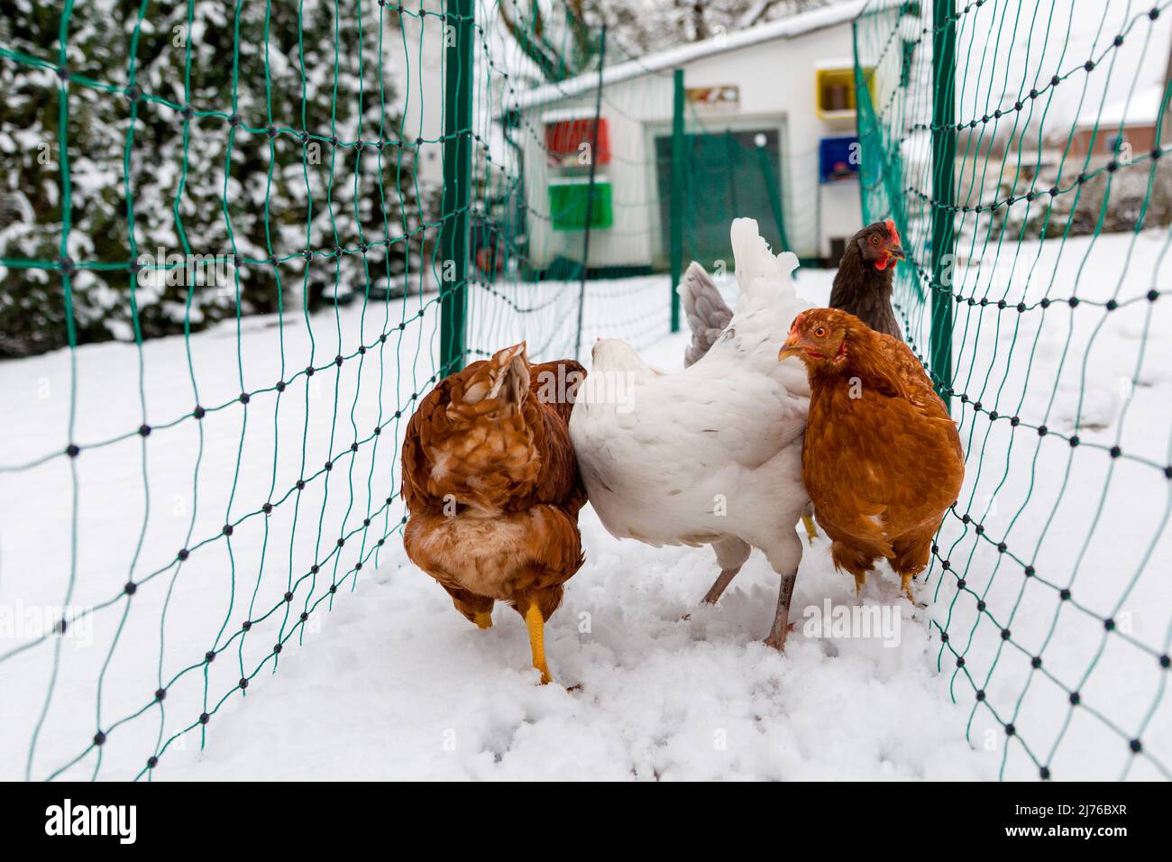 Hühner im Schnee Stockfoto