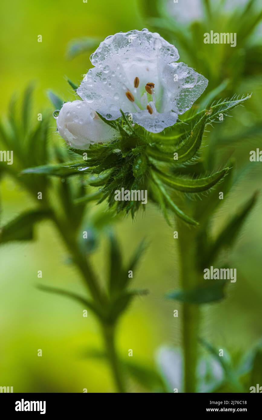 Gemeine Viper-Bugloss (Echium vulgare) Stockfoto