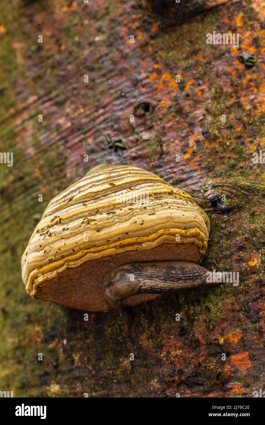 Die Welt der unauffälligen, Nahaufnahme der Pilze, Baumpilze mit Rundrücken-Schnecke Stockfoto