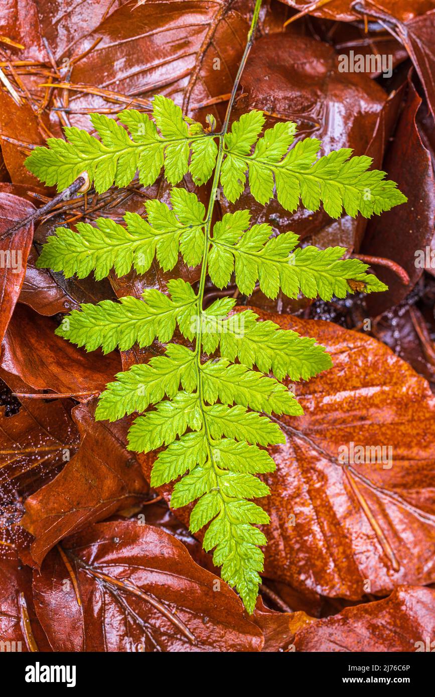 Farnblatt, Detail, Herbstmotiv, Tapete, Nahaufnahme Stockfoto