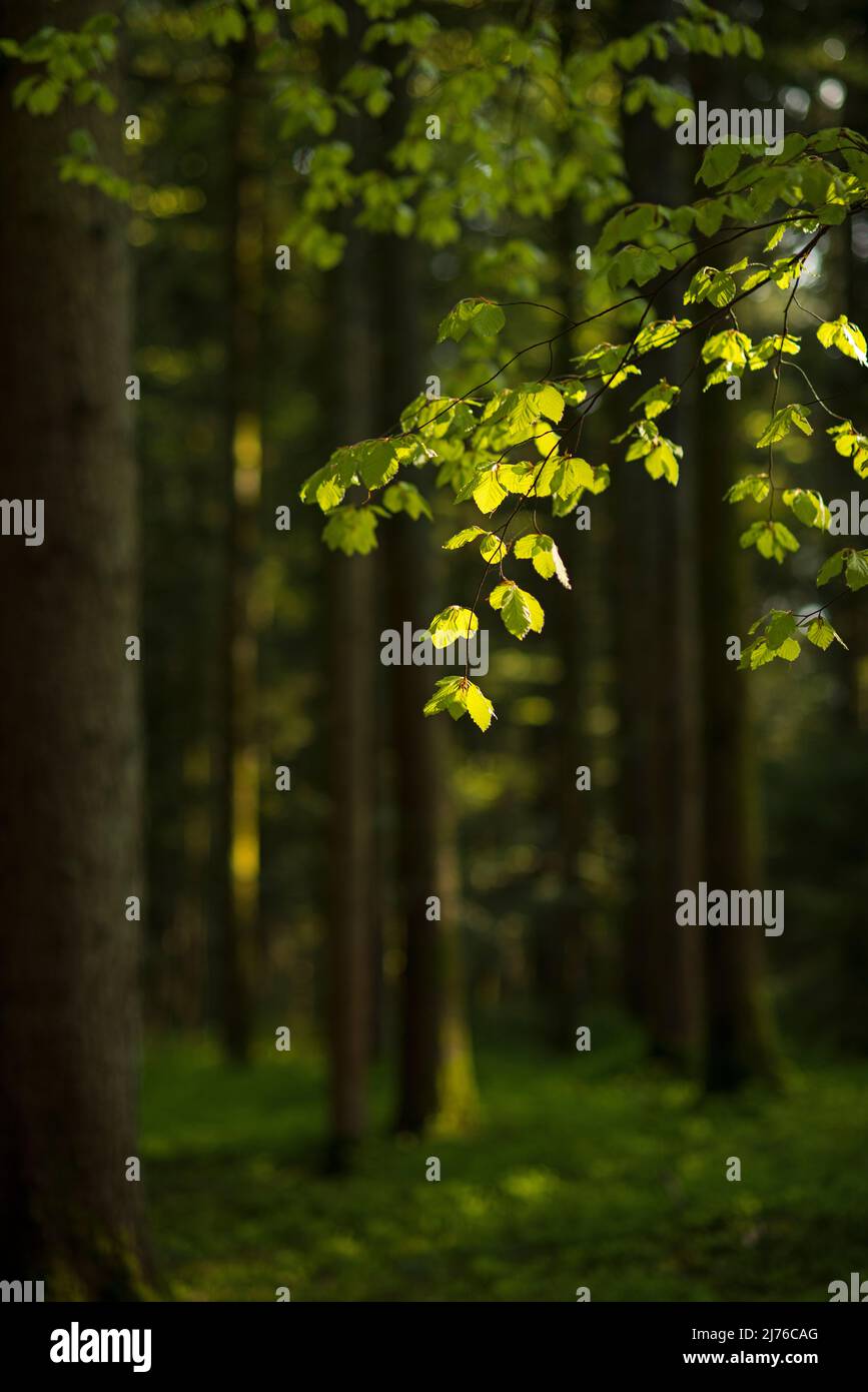 Das frische, hellgrüne Laub der Rotbuche (Fagus sylvatica) leuchtet im Hintergrund, Frühling, Deutschland Stockfoto