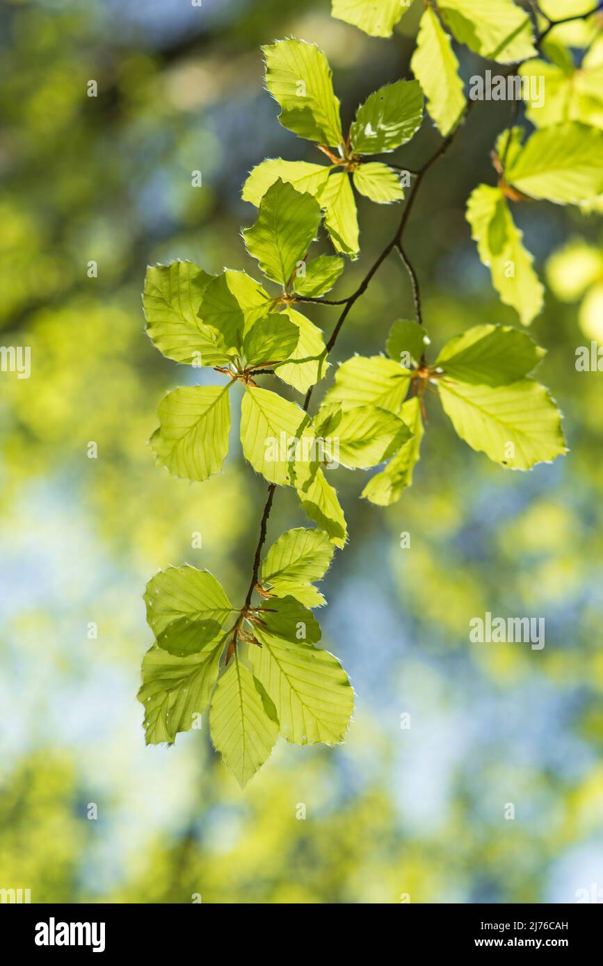 Frisches, hellgrünes Laub von Kupferbuche (Fagus sylvatica) im Frühjahr, Deutschland Stockfoto