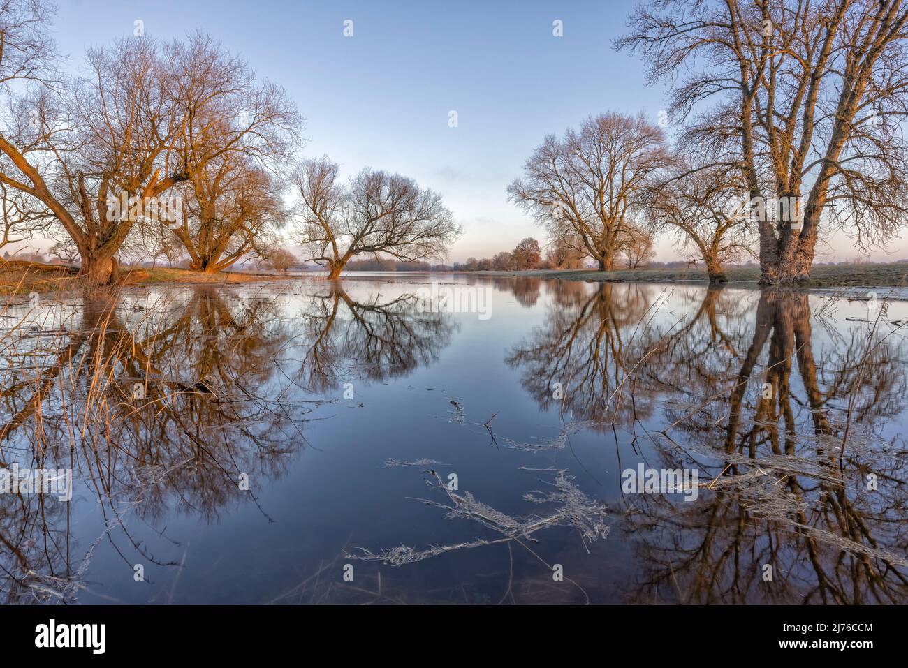 Spiegelung von Bäumen auf den von Hochwasser überfluteten Wiesen im Elbvorland der Elbtalaue in Niedersachsen Stockfoto