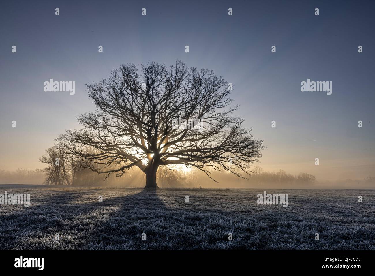 Die Eiche im Deichvorland von Bleckede/Radegast in der Elbflut Niedersachsens im Nebel und bei Sonnenaufgang Stockfoto