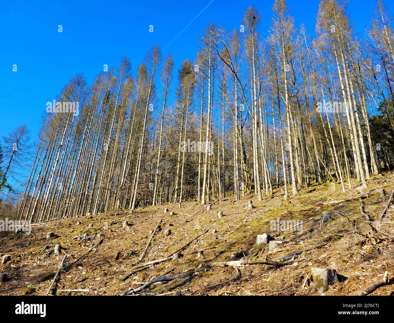 Von Rindenkäfer zerstörter Wald am Wanderweg Cloef-Pfad, Mettlach, Saar, Saartal, Saarland, Deutschland Stockfoto