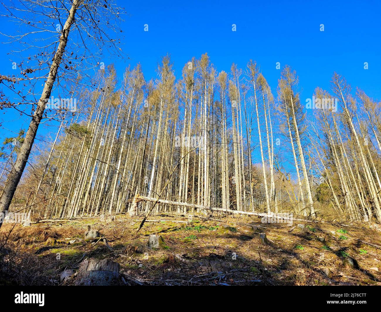 Von Rindenkäfer zerstörter Wald am Wanderweg Cloef-Pfad, Mettlach, Saar, Saartal, Saarland, Deutschland Stockfoto