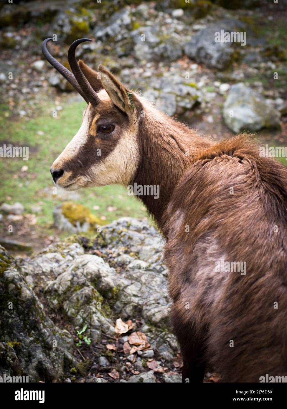 Gämsen im Brienz Game Park Stockfoto