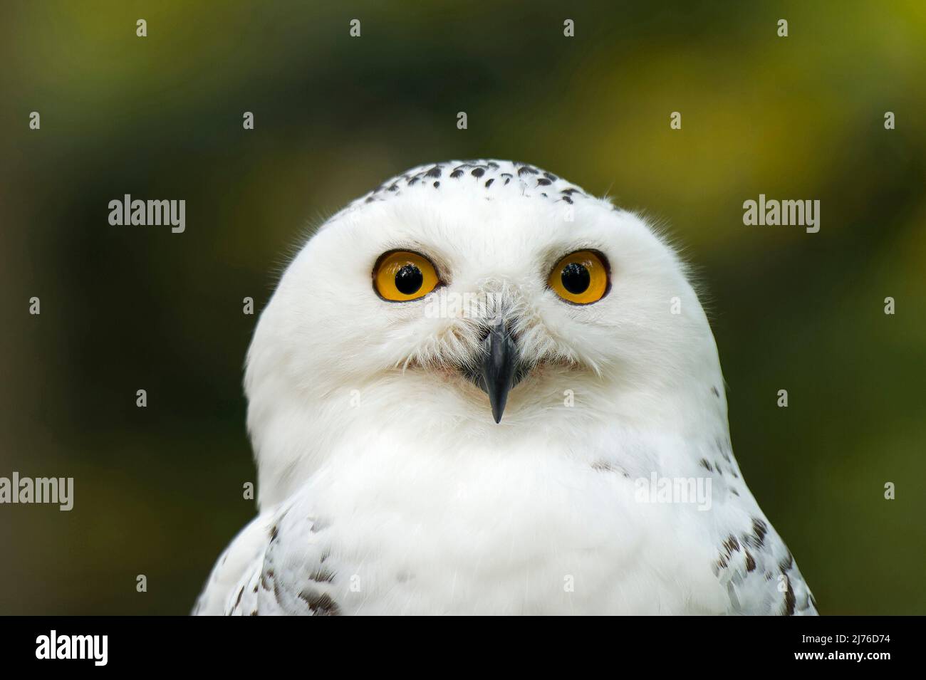 Schneeeule (Bubo scandiacus), Gefangener, Greifvogelgehäuse Bispingen, Lüneburger Heide, Deutschland, Niedersachsen Stockfoto