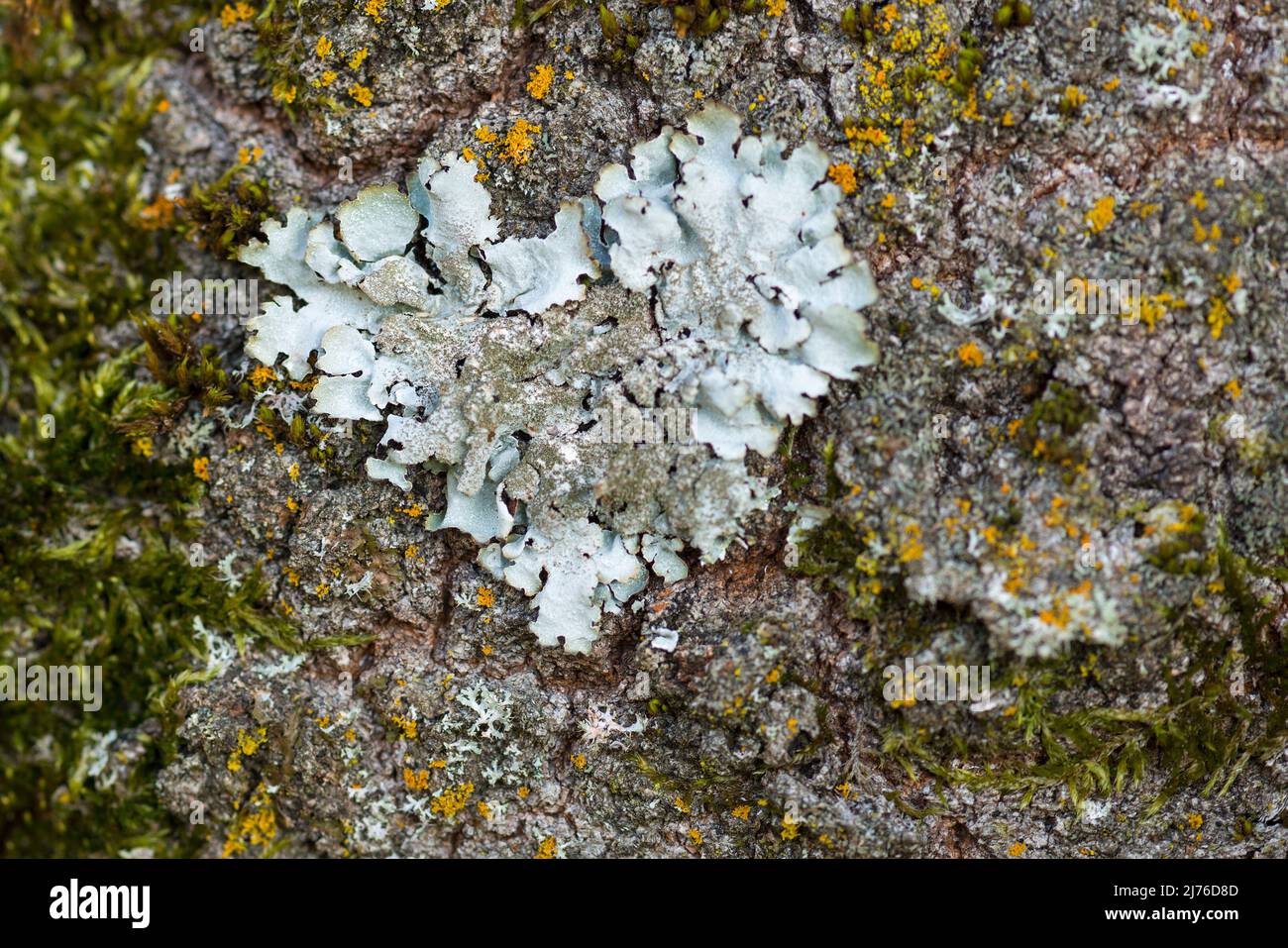 Kleines Herz aus leichter Flechte auf der Rinde eines Baumstammes, Deutschland, Hessen, Naturpark Lahn-Dill-Bergland Stockfoto