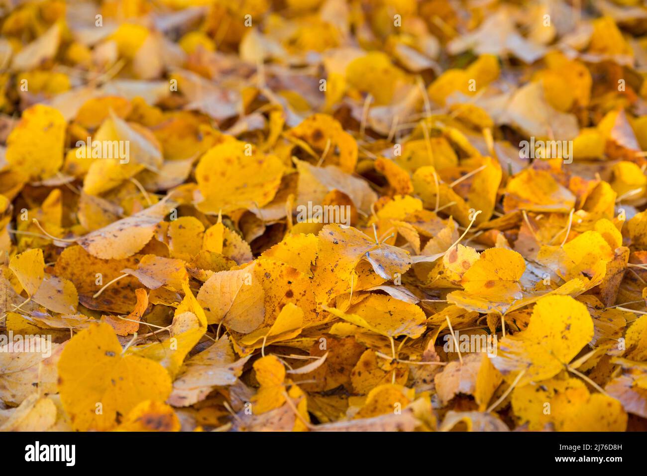 Teppich aus gelben Lindenblättern, Deutschland, Hessen, Marburger Land Stockfoto