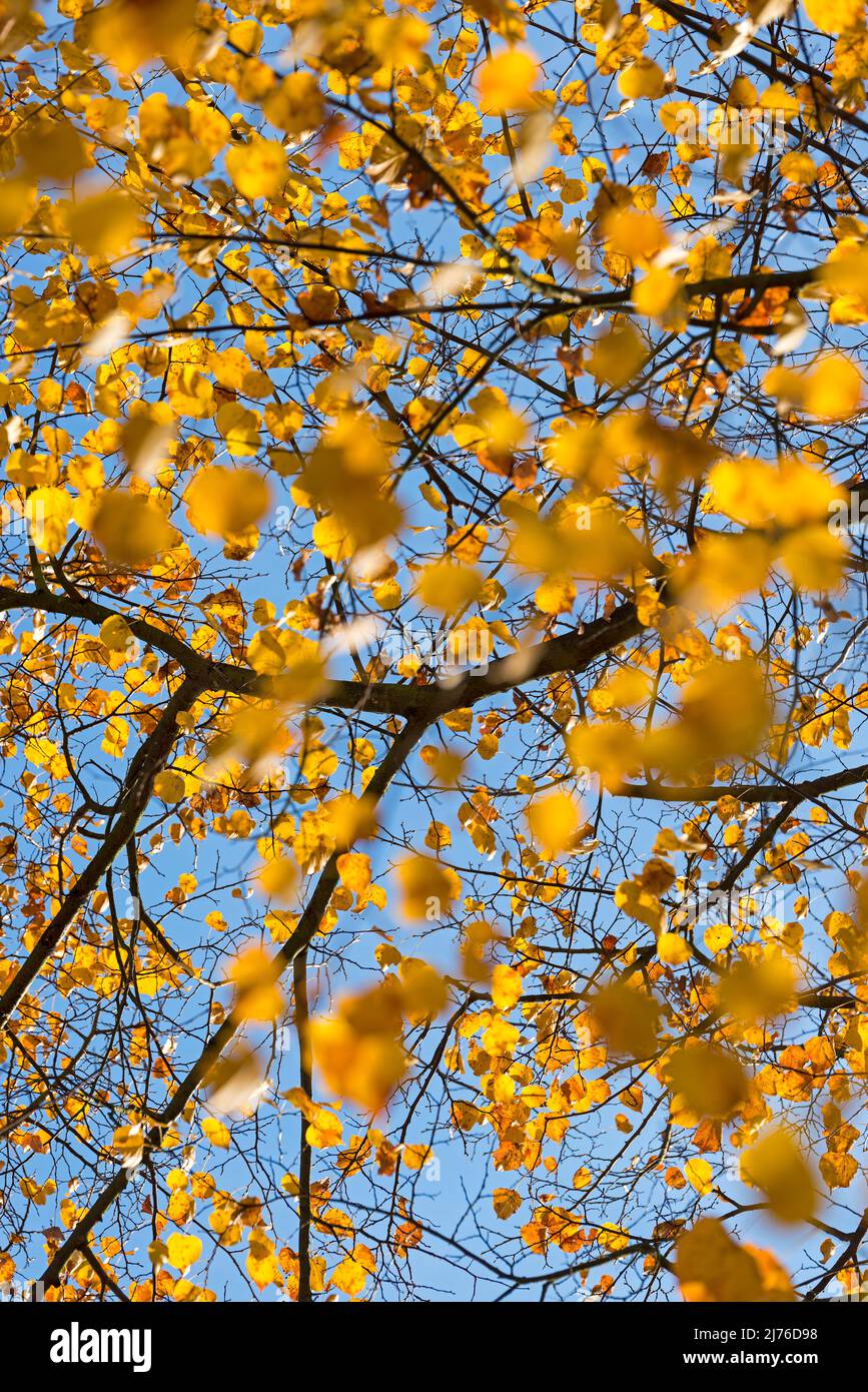 Gelbe Lindenblätter leuchten im Sonnenlicht, Deutschland, Hessen, Marburger Land Stockfoto