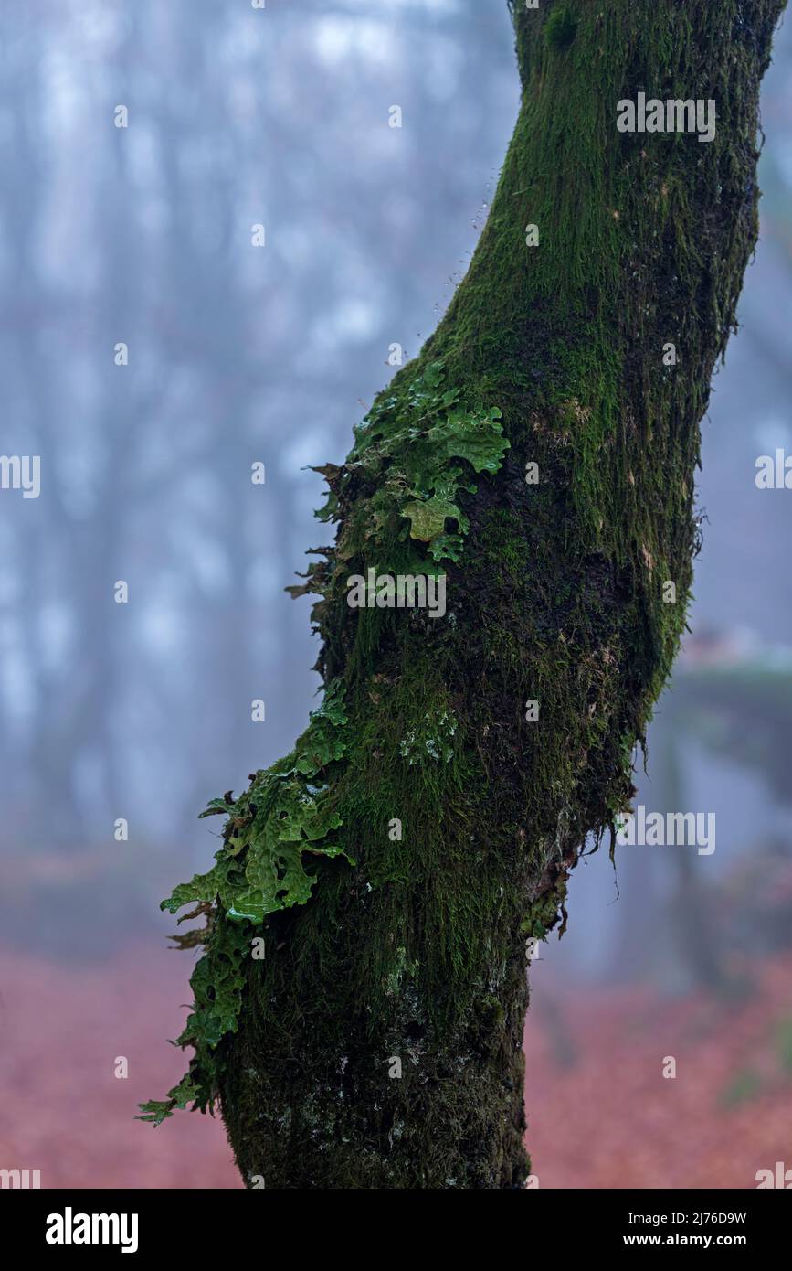 Flechten und Moos auf einem Baumstamm, neblige Atmosphäre im Wald in der Nähe von La Schlucht, Vosges, Frankreich, Grand Est Region, Ballons des Vosges Regional Nature Park Stockfoto