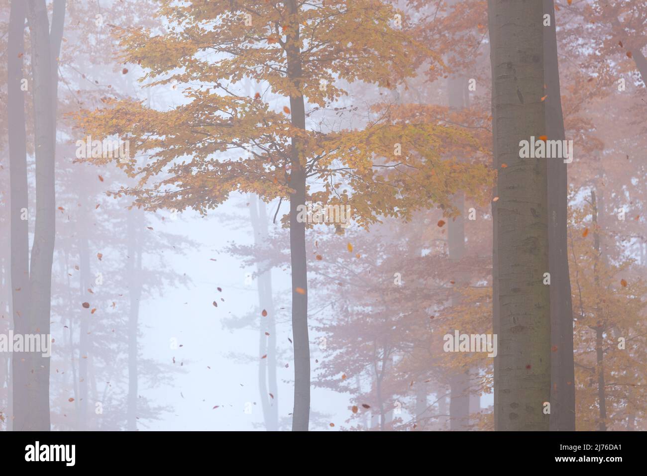 Herbstlicher Buchenwald, fallende Blätter, Nebelstimmung, Deutschland, Hessen, Naturpark Lahn-Dill-Bergland, bei Siegbach Stockfoto