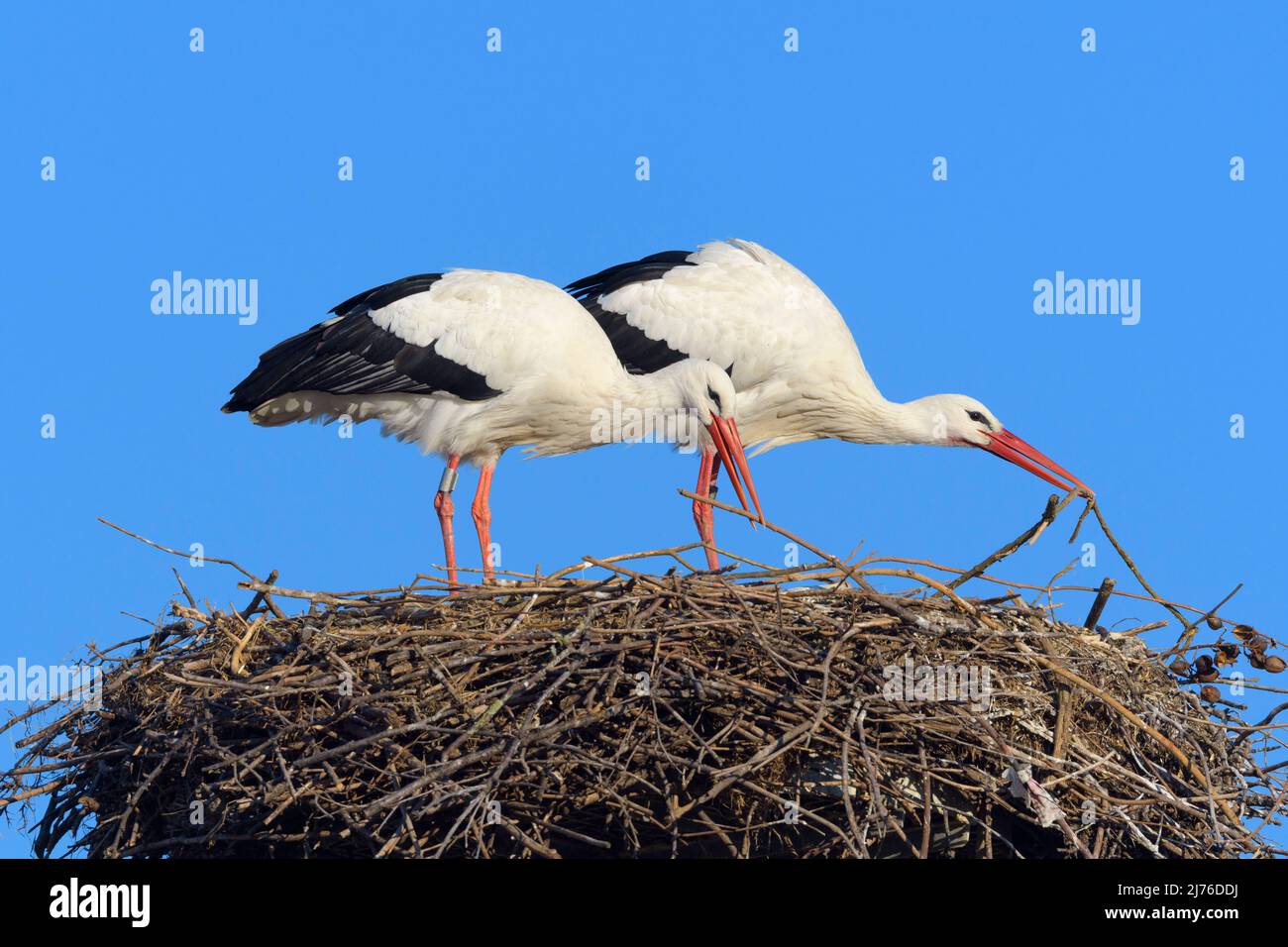 Weißstörche (Ciconia ciconia) bauen Nester, Frühling, Hessen, Deutschland, Europa Stockfoto