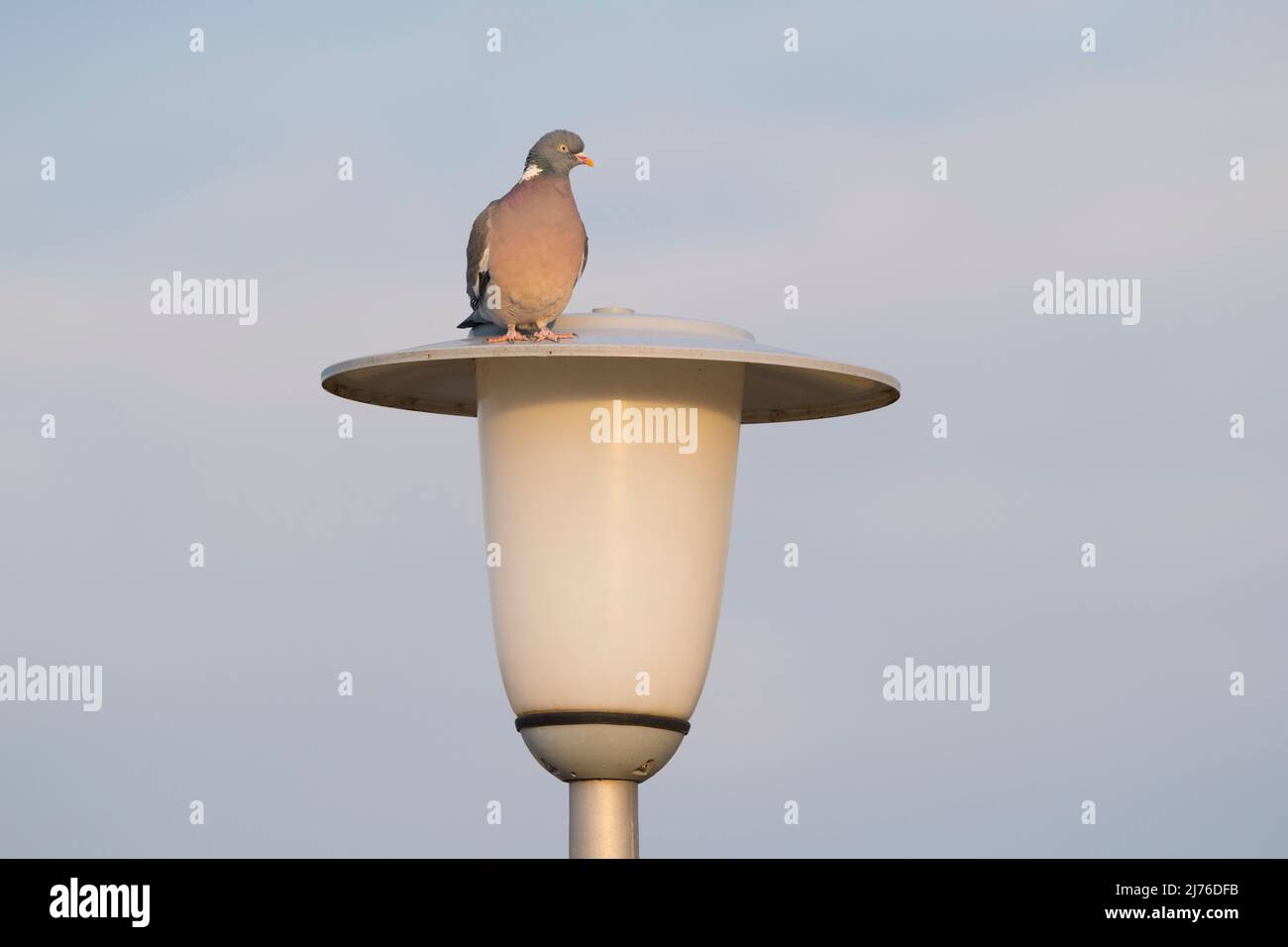 Waldtaube (Columba palumbus) auf einer Straßenlaterne, Frühling, Hessen, Deutschland, Europa Stockfoto