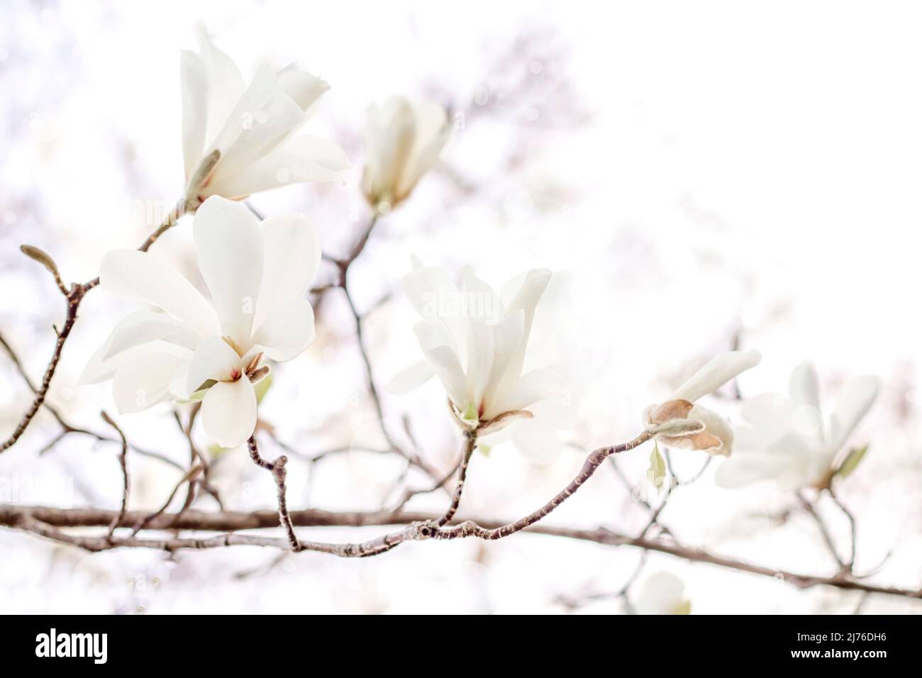 Schöne weiße Magnolienbaumblumen Frühling Tag aus nächster Nähe Stockfoto