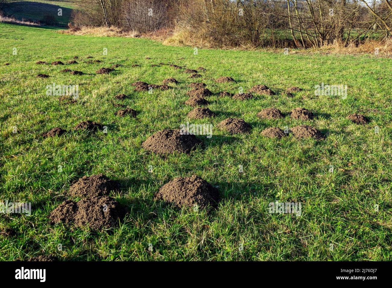 Deutschland, Reutlingen, frische Maulwurffelder auf einer Wiese im Reichenbachtal. Ein Molehill ist die ausgegrabene Erde, die vom Maulwurf beim Graben unterirdischer Tunnel aufgeworfen wird. Stockfoto