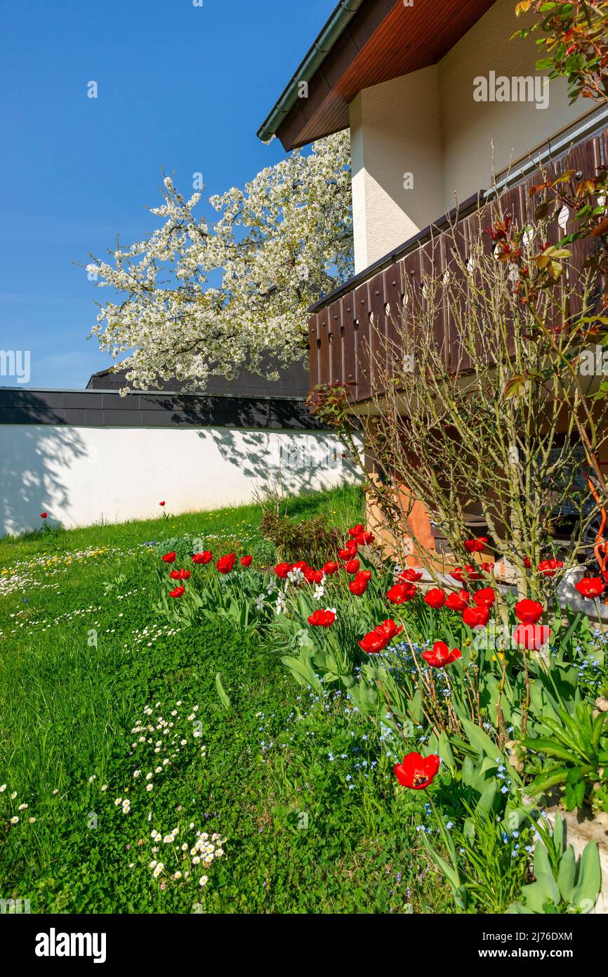 Deutschland, Kirschblüte und rote Tulpen vor einem Einfamilienhaus Stockfoto