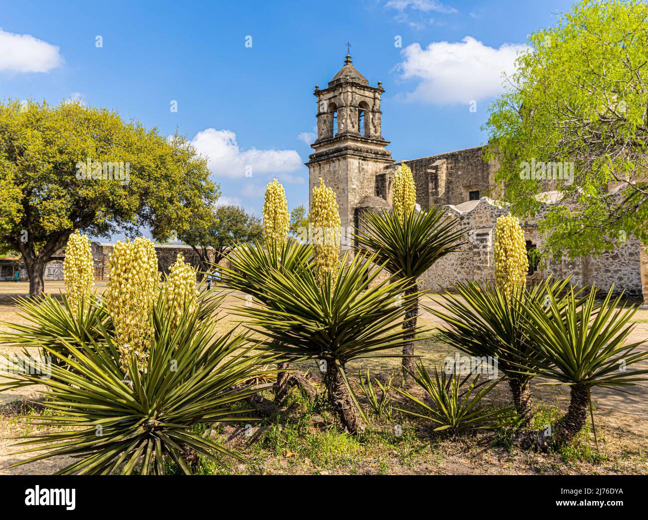 Blooming Yucca Cactus and the Mission San José, San Antonio Missions National Historical Park, San Antonio, Texas, USA Stockfoto