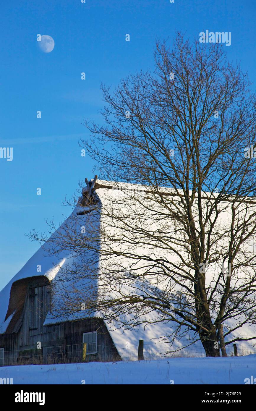 Mond über einem schneebedeckten Schafstall in nieder-Haverbeck in der Lüneburger Heide. Stockfoto