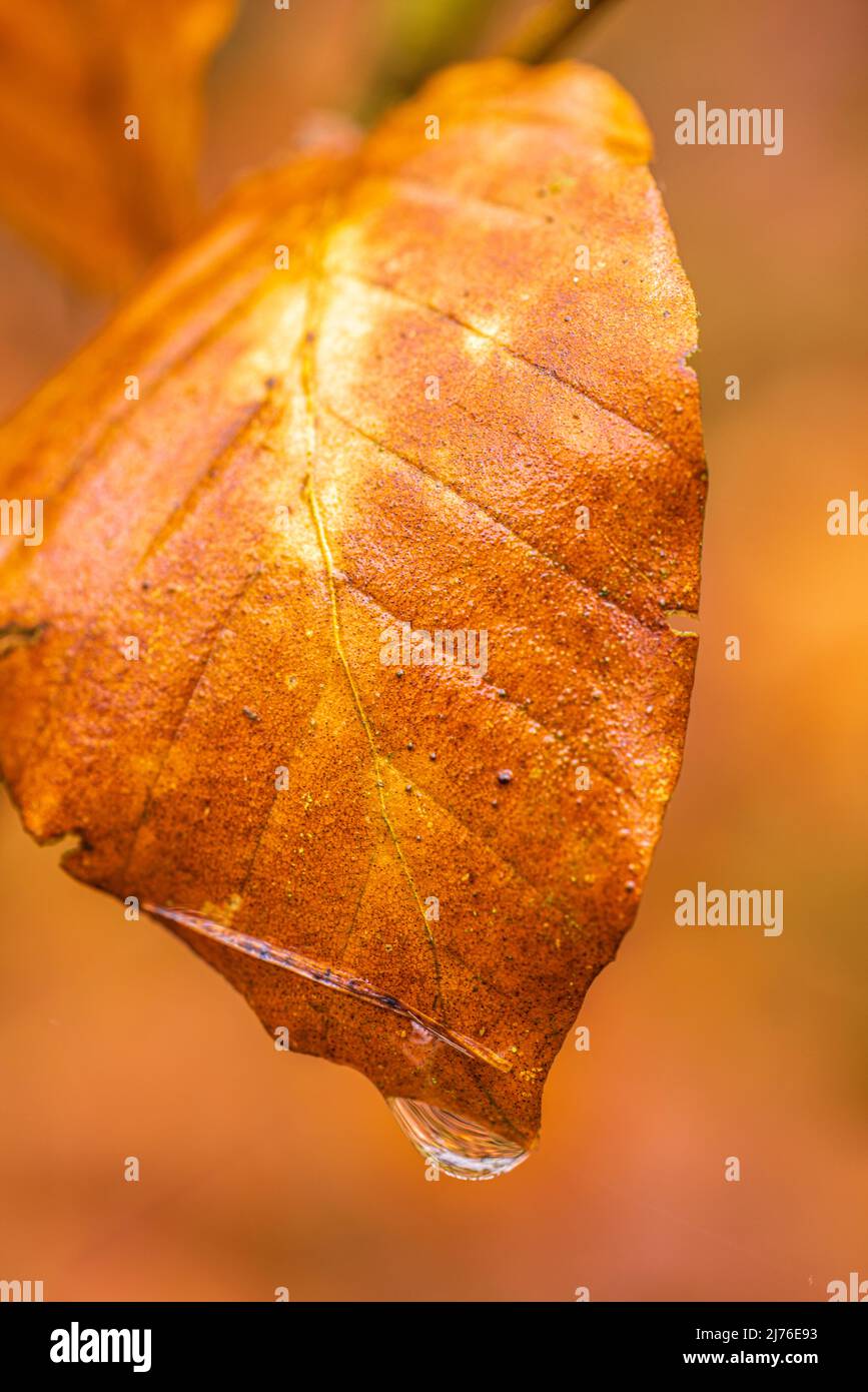 Herbstblatt mit Tropfen Stockfoto
