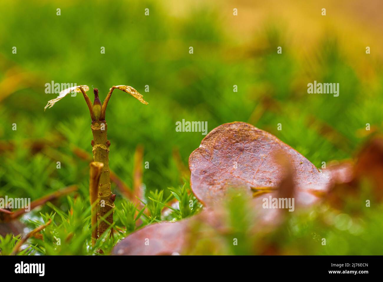 Junge Blätter im Wald, Bokeh, Waldleben Stockfoto