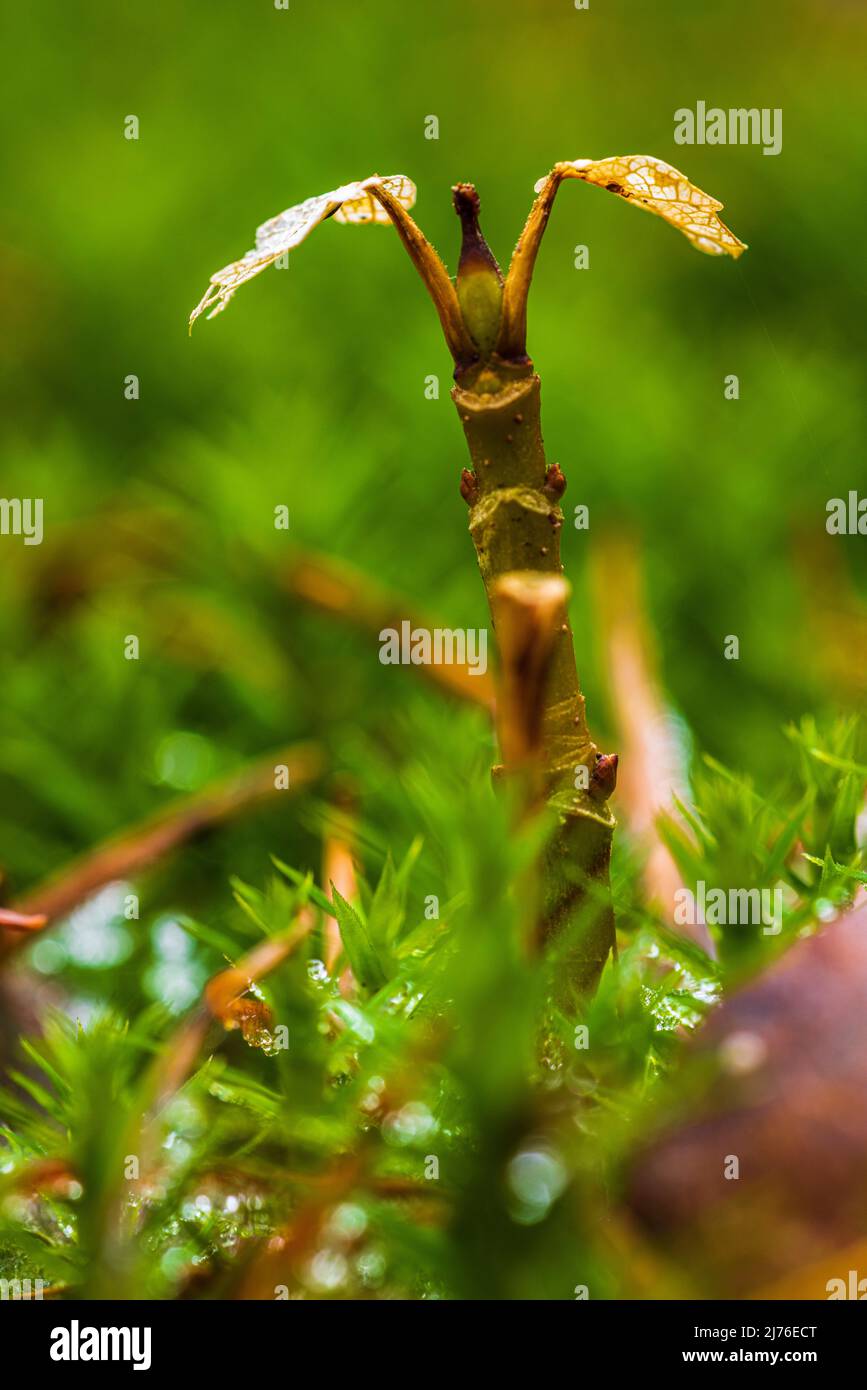 Junge Blätter im Wald, Bokeh, Waldleben Stockfoto