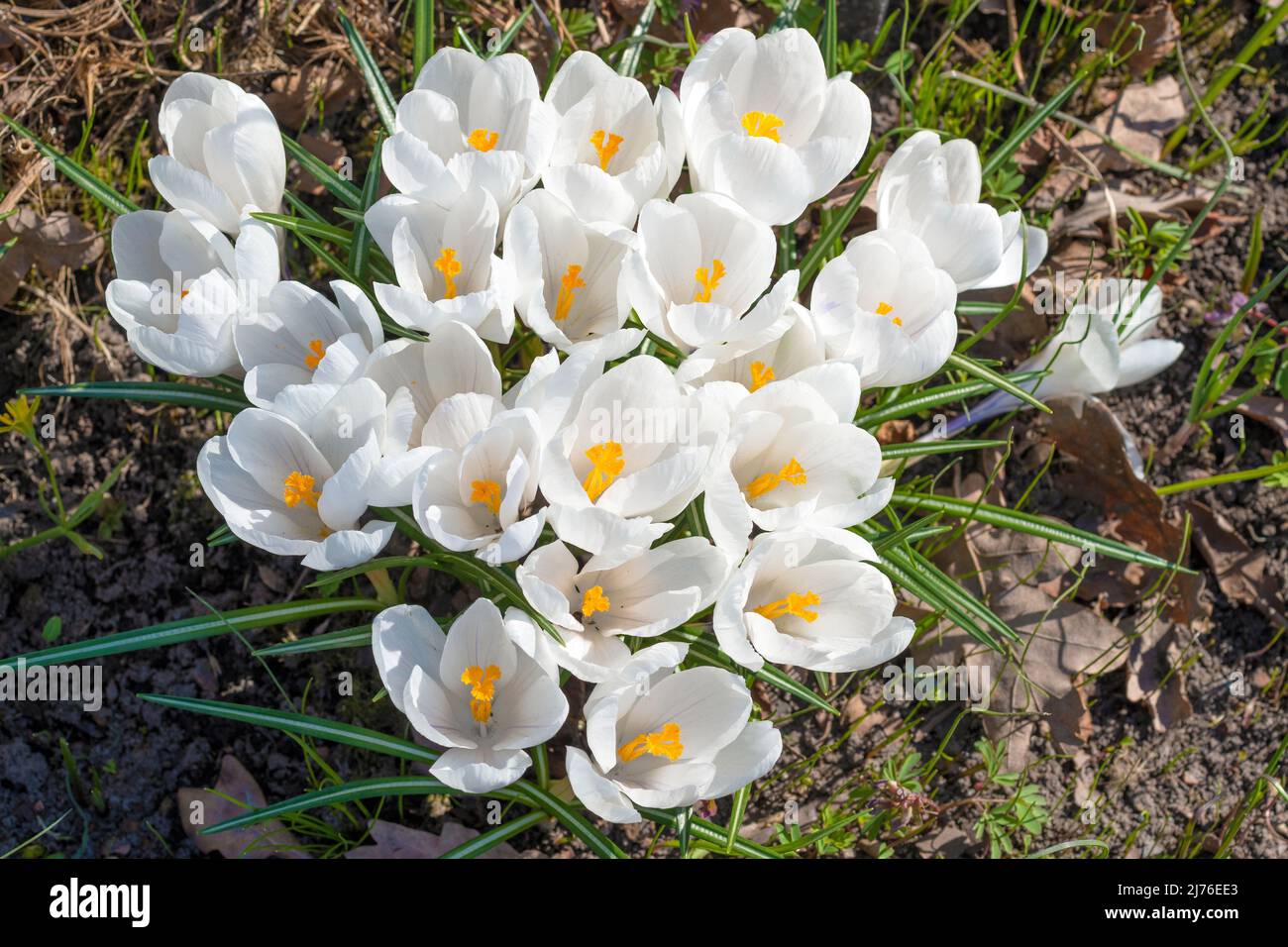Weiße Blüten Crocus vernus aus der Nähe an einem sonnigen Apriltag. Draufsicht Stockfoto