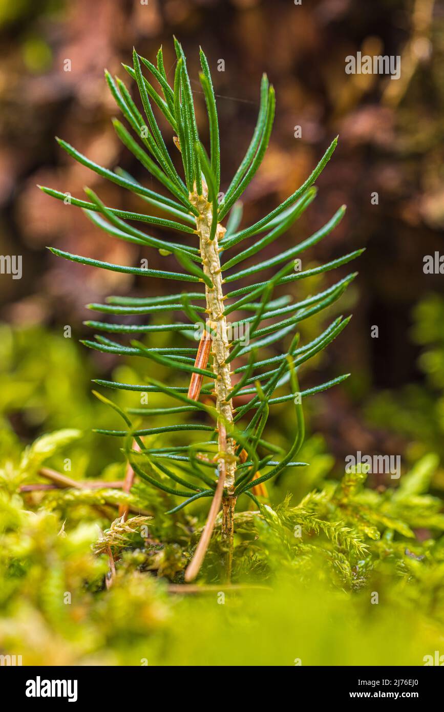 Junge Schottenkiefer, Pinus sylvestris, Nahaufnahme, Sämling Stockfoto