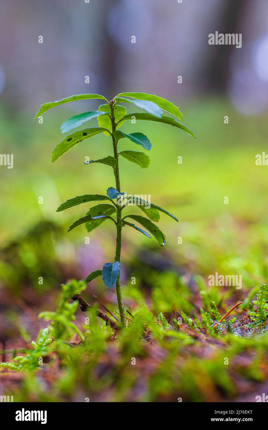 Junge Blätter im Wald, Bokeh, Waldleben Stockfoto