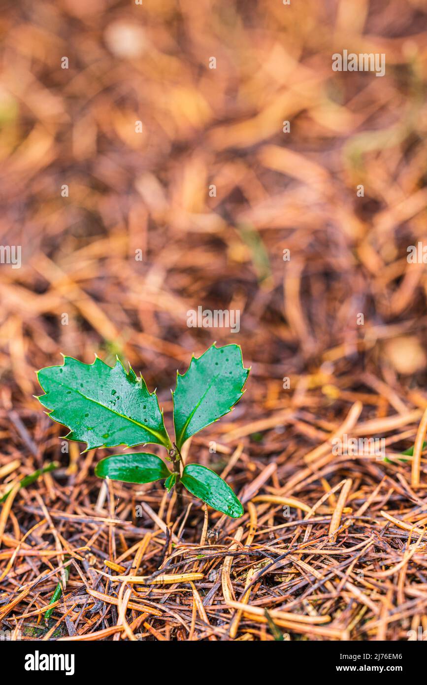 Junge Blätter im Wald, Bokeh, Waldleben, Stechpalme Stockfoto