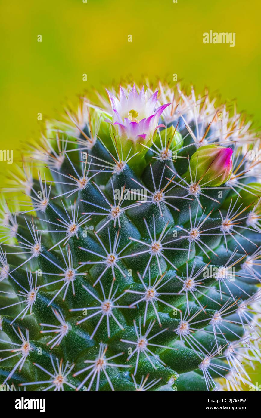 Ein Kaktus mit Blume und Knospe, Nahaufnahme Stockfoto