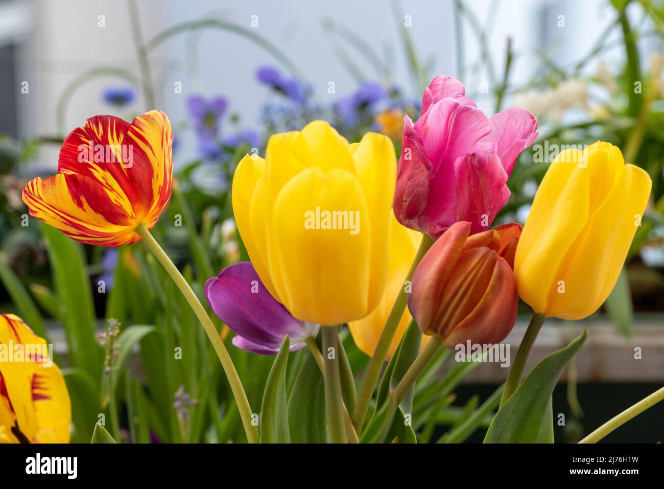 Buntes Bouquet von Tulpen. Stockfoto