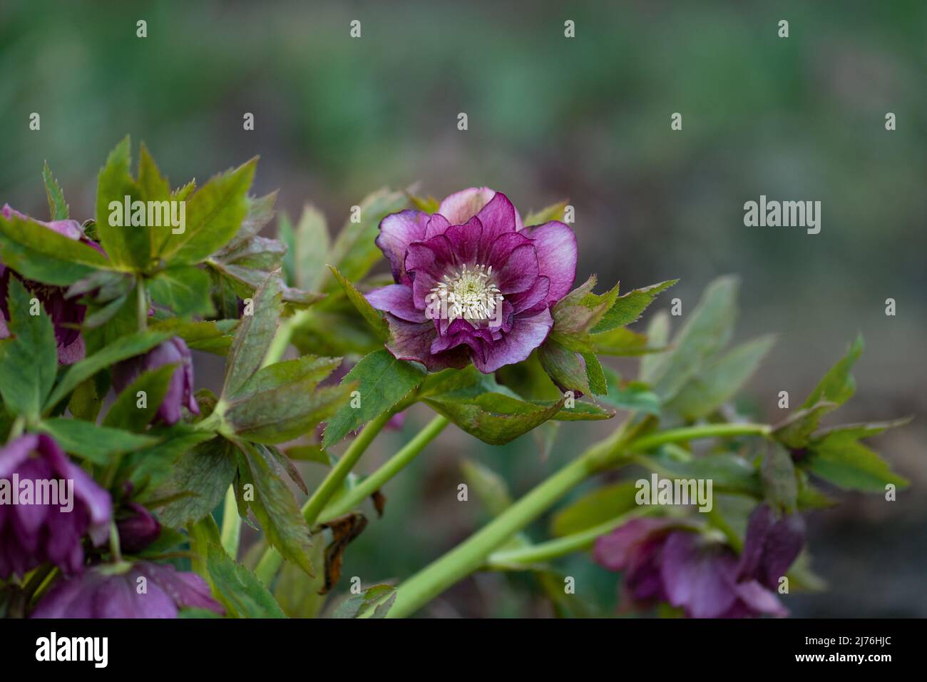 Helleborus hybridus Double Ellen Red wächst im Frühlingsgarten. Weihnachtsrose oder Fastenhellebore oder Schneerose. Stockfoto