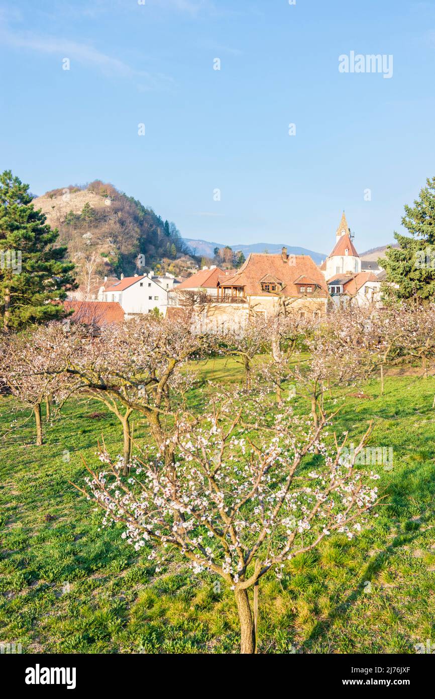Spitz, Kirche Spitz, blühende Marillen-Bäume, Berg Tausendeimerberg (links) in Wachau, Niederösterreich, Österreich Stockfoto